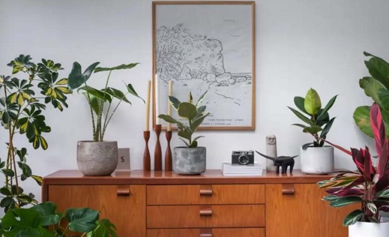 Exploring Online Stores for Eco-Friendly Houseplants