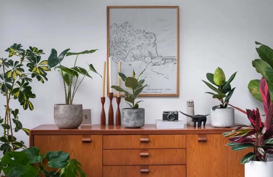 Exploring Online Stores for Eco-Friendly Houseplants