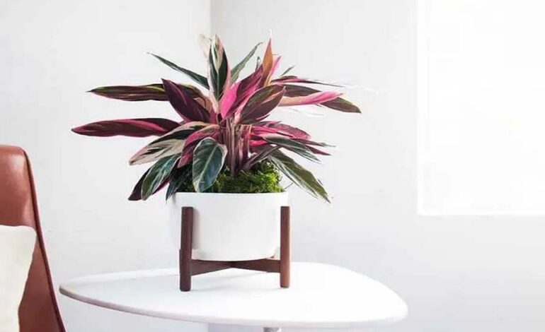 Léon & George: Simplifying House Plant Ownership