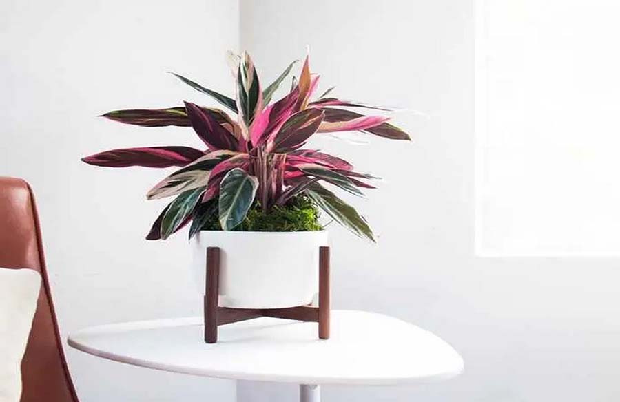 Léon & George: Simplifying House Plant Ownership